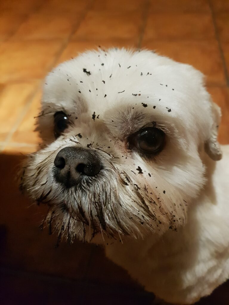 Image of Coco the very cute Lhasa Apso dog with a dirty face where she has been burying treats in the mud
