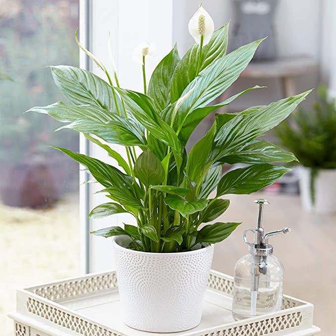 Beautiful indoor Peace Lily flowering Plant in a white pot on a tray in front of a window, with a plant spray bottle in the corner