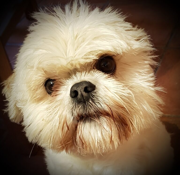 A close-up image of Coco the Lhasa Apso's face with her fur looking spiky