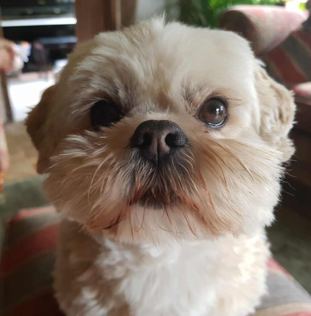 Close up of Coco the lhasa apso dog's face looking straight into the camera
