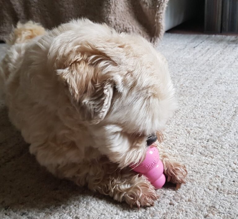 Coco the white lhasa apso dog with her pink Kong dog toy between her front paws, eating the contents