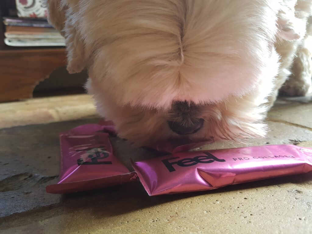 Coco the lhasa apso dog sniffing a couple of sachets of feel pro collagen gel