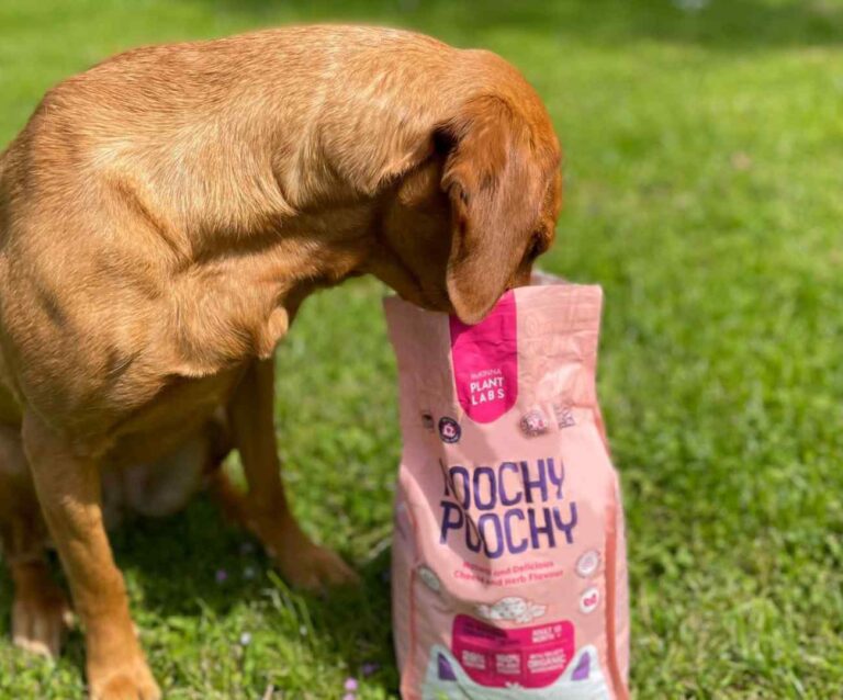 Saru, the fox red labrador with her nose in a bag of Noochy Poochy Vegan dry dog food