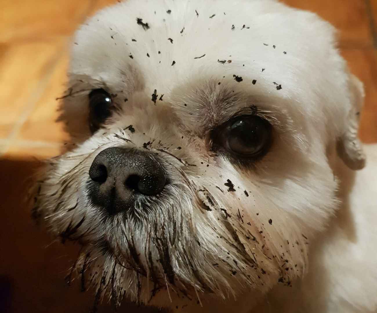 Close up of Coco the very cute white Lhasa Apso dog with a dirty face where she has been burying treats in the mud