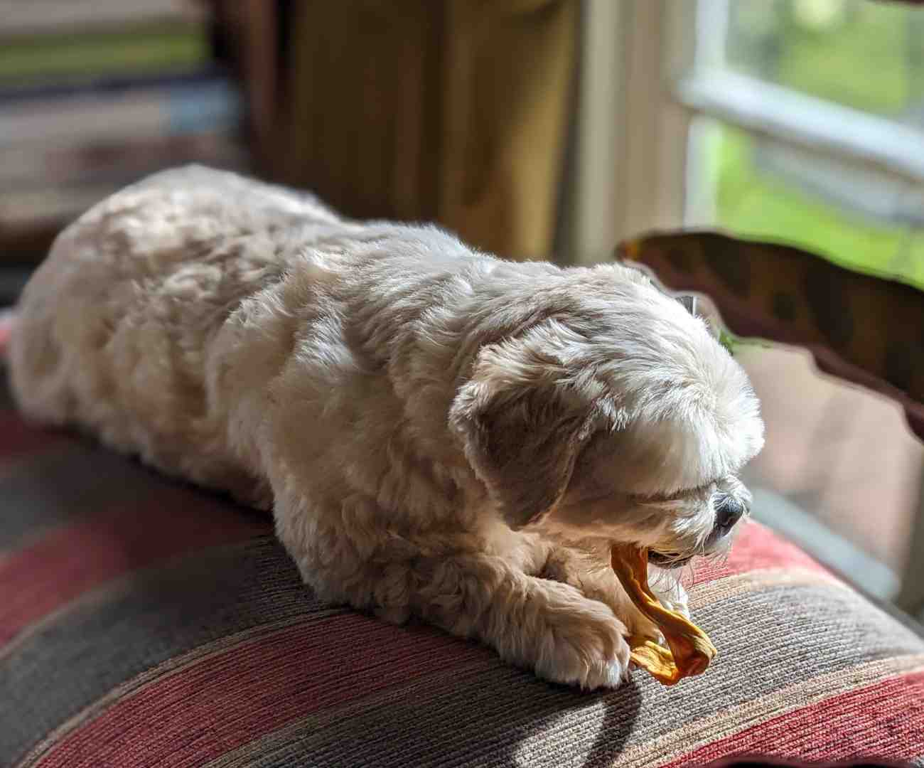 10 Best vegan dog treats for happy dogsbies